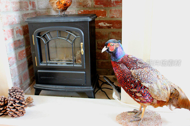 乡村红砖壁炉，电火/填充野鸡，标本